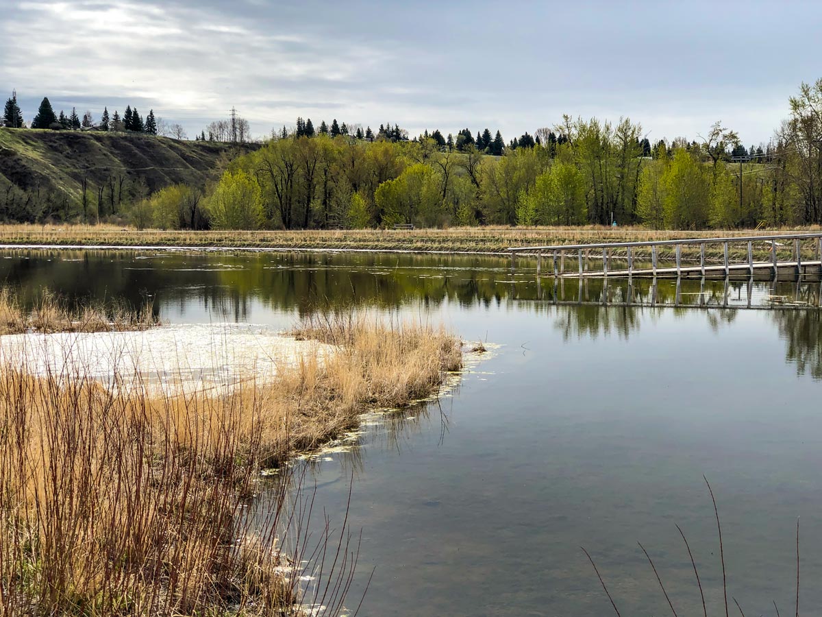 Pond along Bowmont Park walking paths in Calgary Alberta