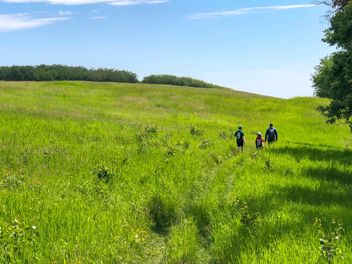 Sunny day in Calgary walking through Ann and Sandy Cross walking trails in Alberta