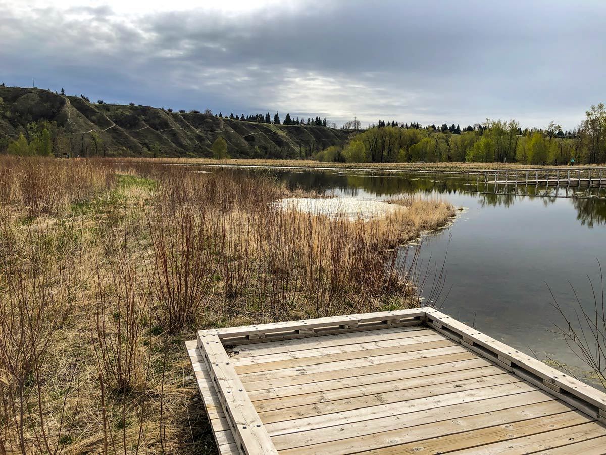 Dock floating on Pond along Bowmont Park walking paths in Calgary Alberta