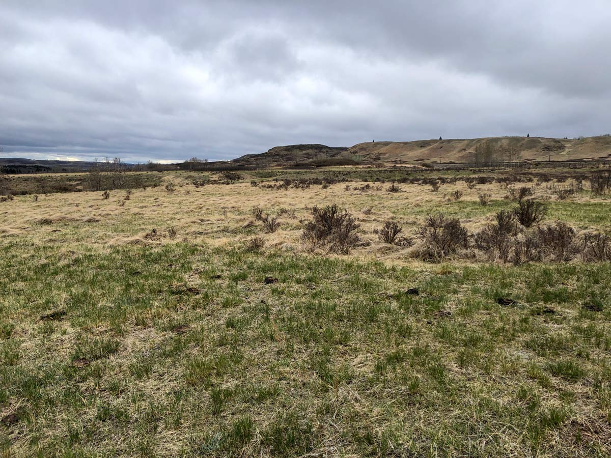 Glenbow Ranche walking paths near Calgary Alberta with first spring grass and rolling hills