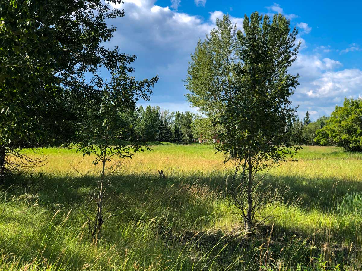 Deer hiding in the grass along Inglewood Bird Sanctuary walking path