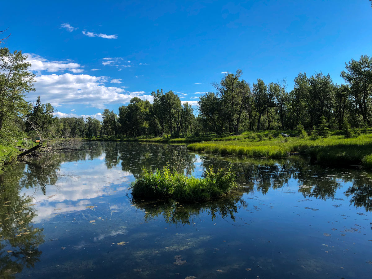 Beautiful pond along Inglewood Bird Sanctuary walking path in Calgary Alberta