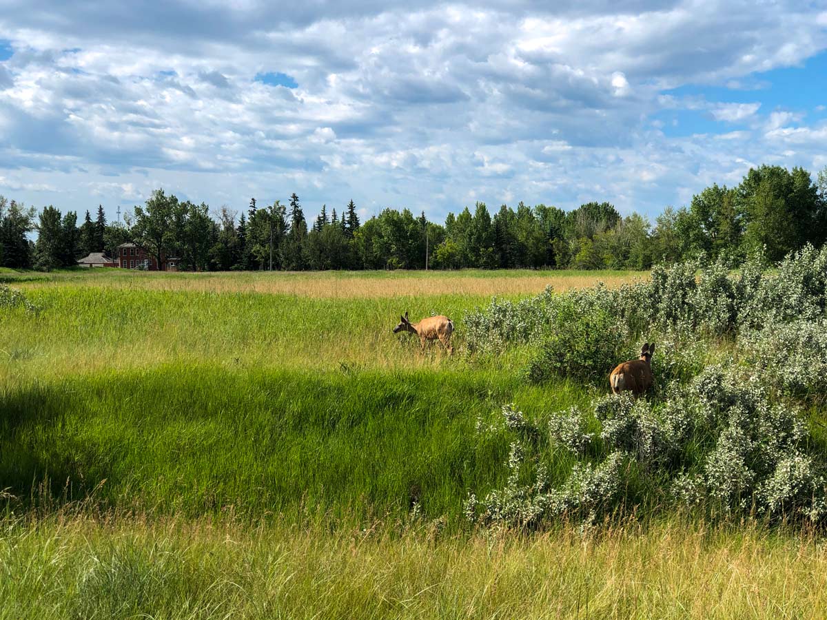 Deer in the grass along Inglewood Bird Sanctuary walking path in Calgary Alberta
