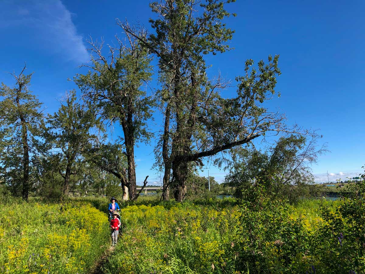 Family friendly hiking around Lafarge Meadows walking trail in Calgary Alberta