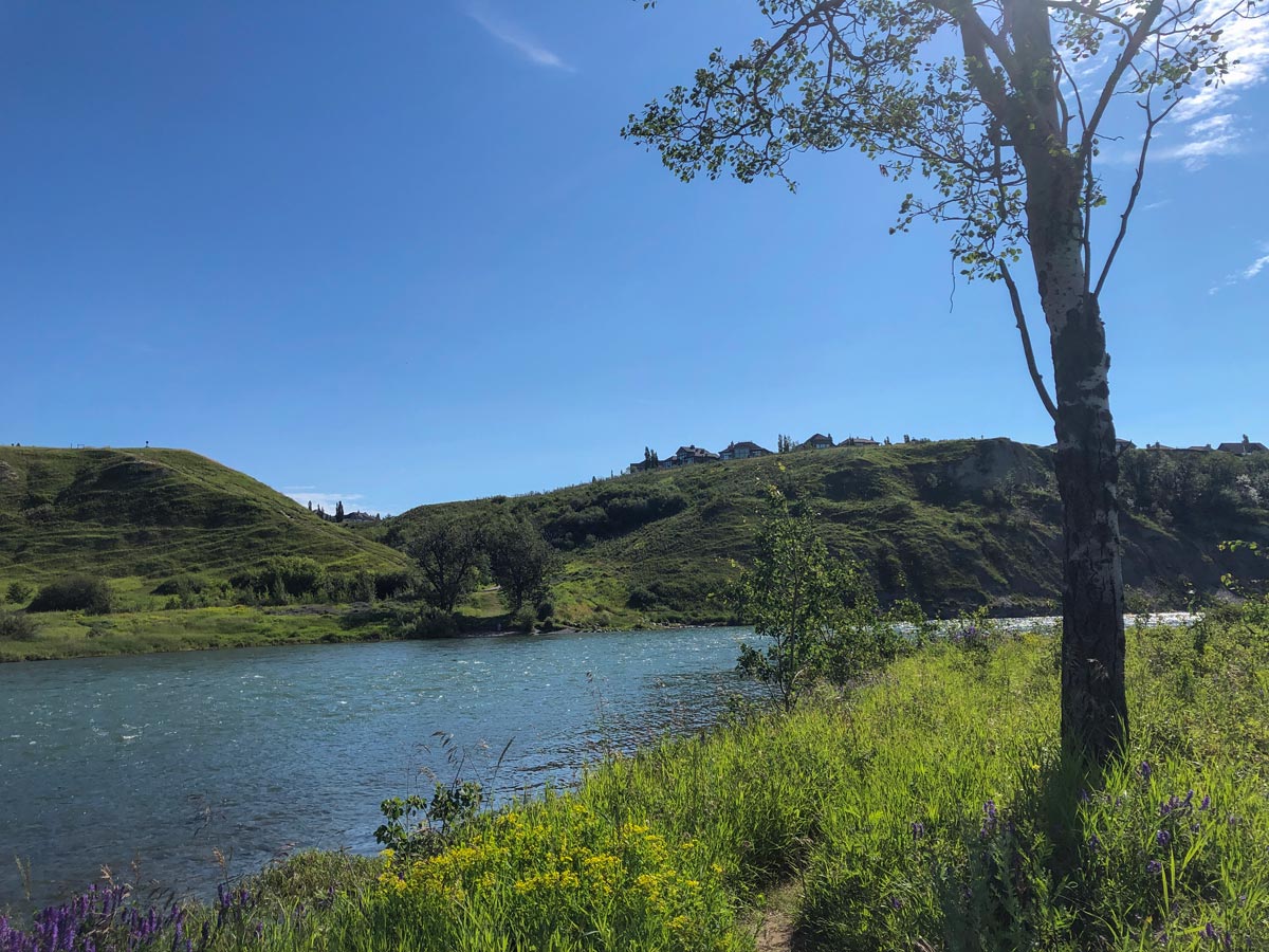 Beautiful river and wildflowers along Lafarge Meadows walking trail in Calgary Alberta