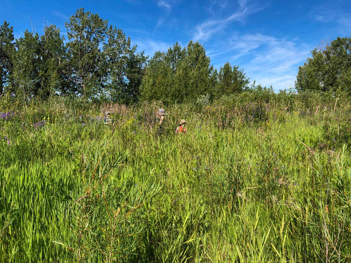 Tall grasses along Lafarge Meadows walking trail in Calgary Alberta