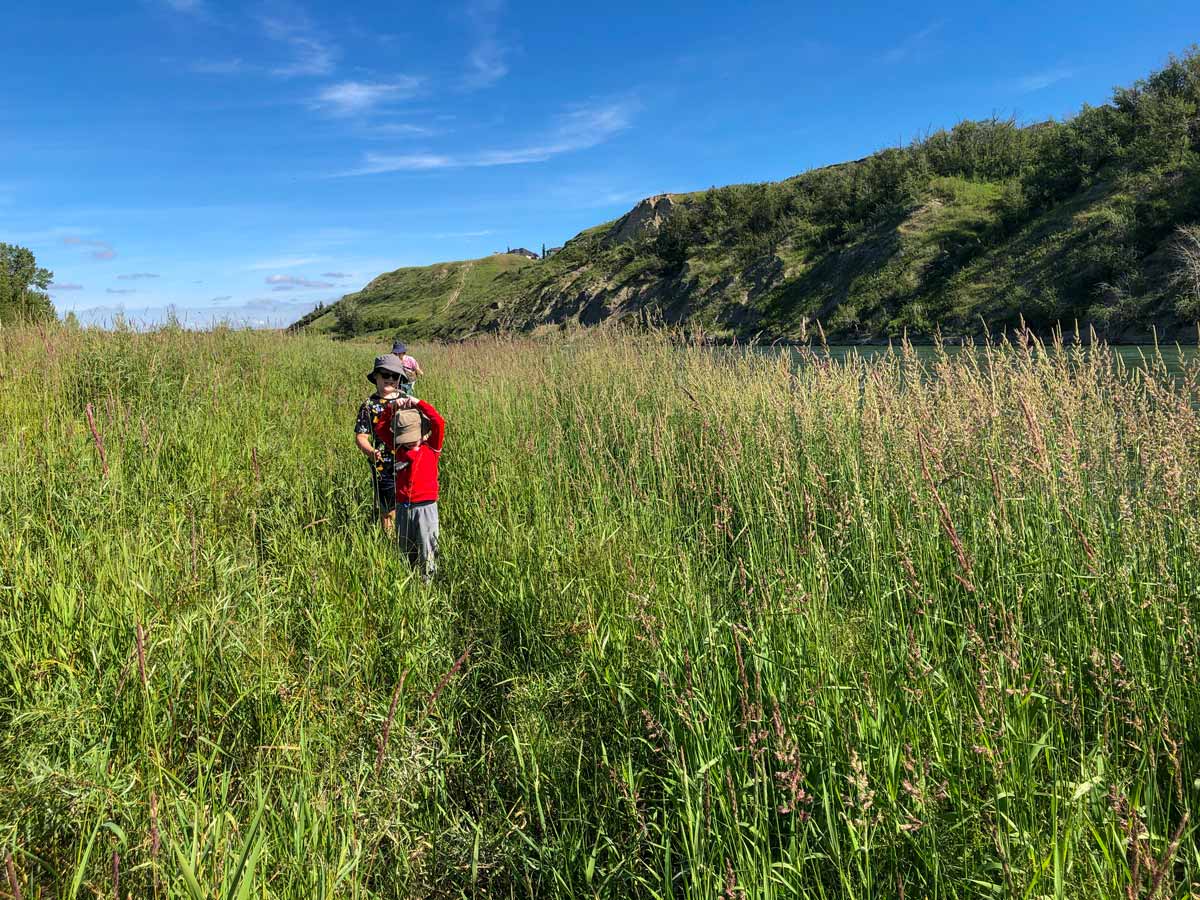 Children play in the tall grasses along Lafarge Meadows walking trail in Calgary Alberta