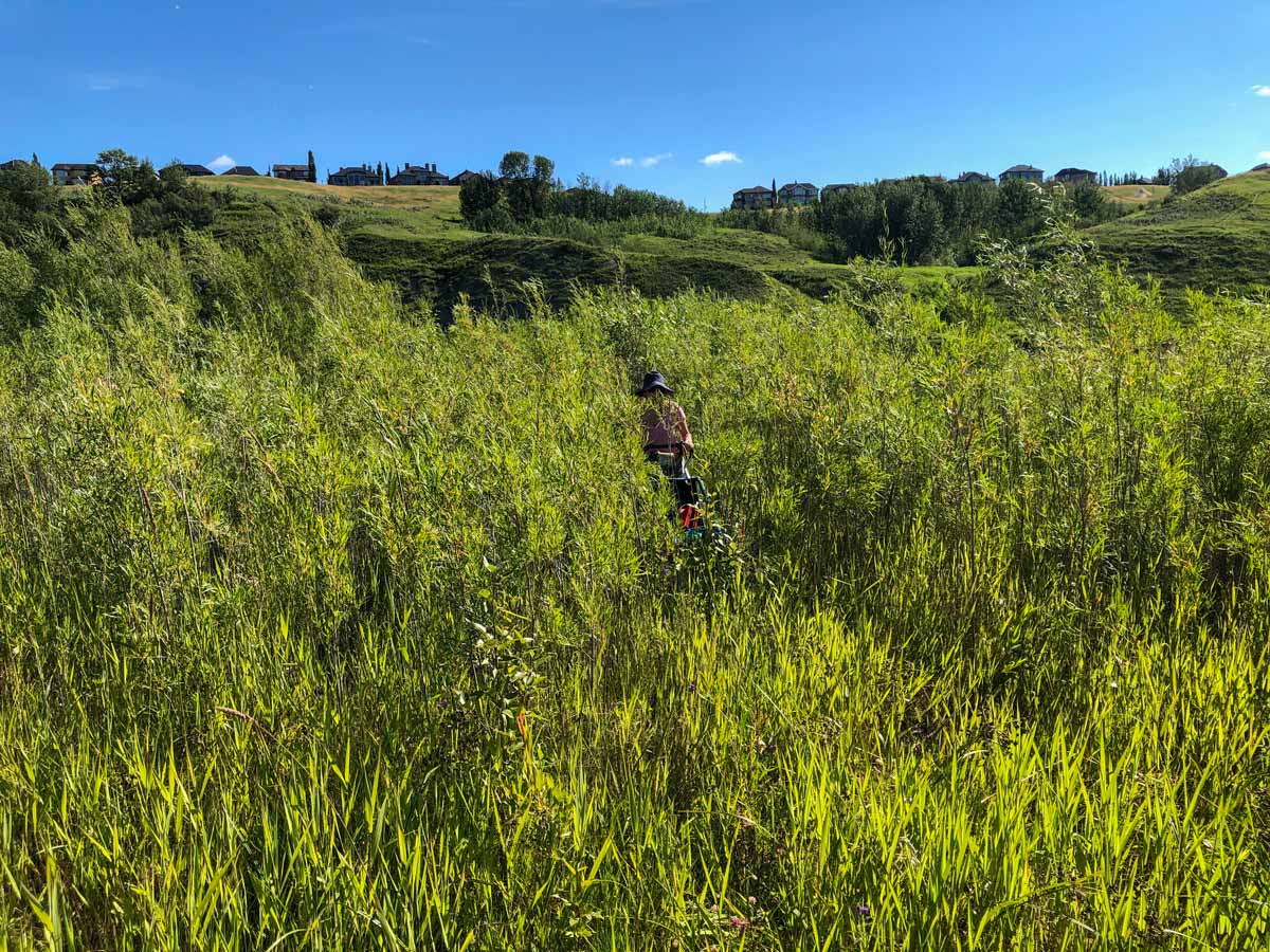 Beautiful tall grass of Lafarge Meadows seen from walking trail in Calgary Alberta