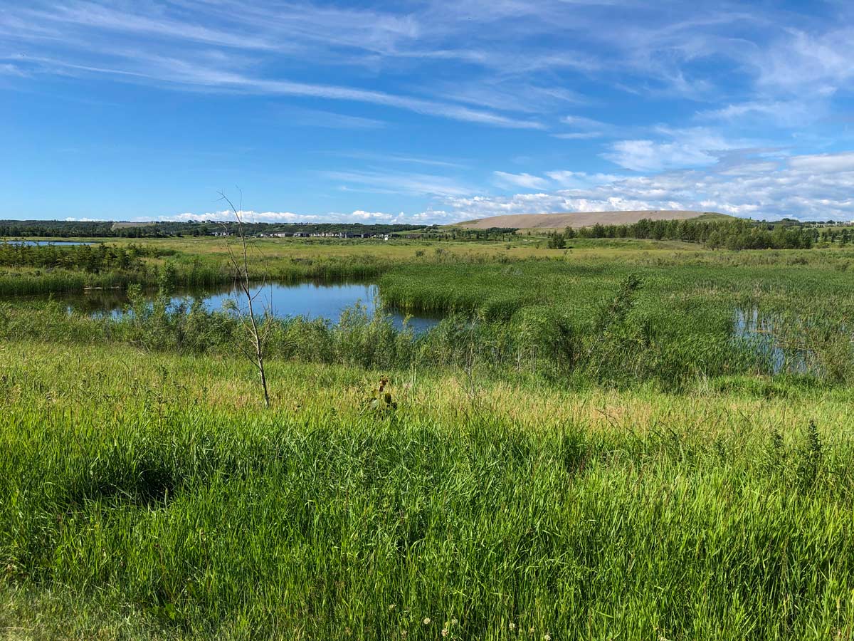 Lafarge Meadows tall grasses and river along walking trail in Calgary Alberta