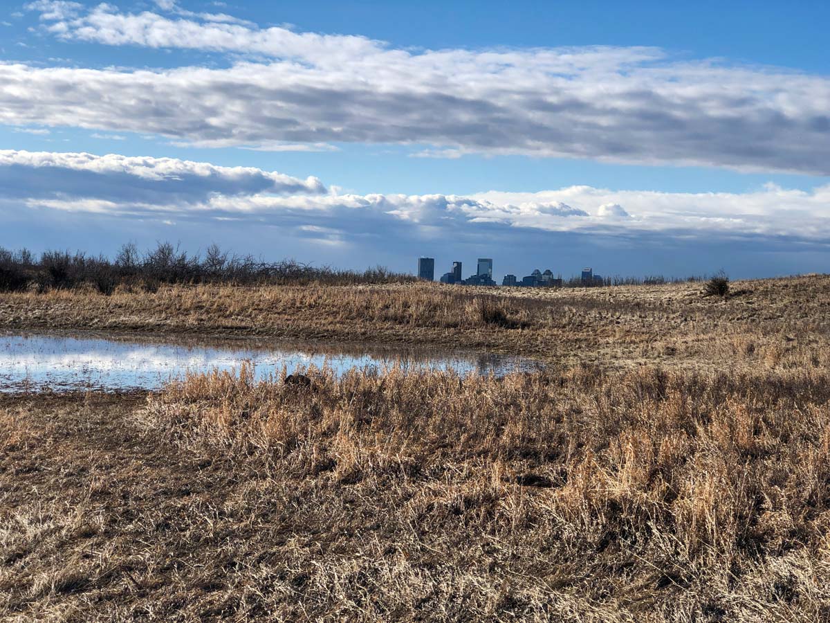 Marshland tall grass and city skyline seen from Nosehill Park pathways