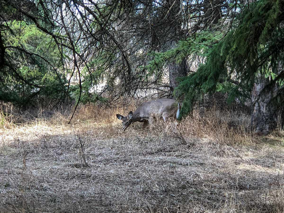 Deer grazing in West Fish Creek in Calgary Alberta