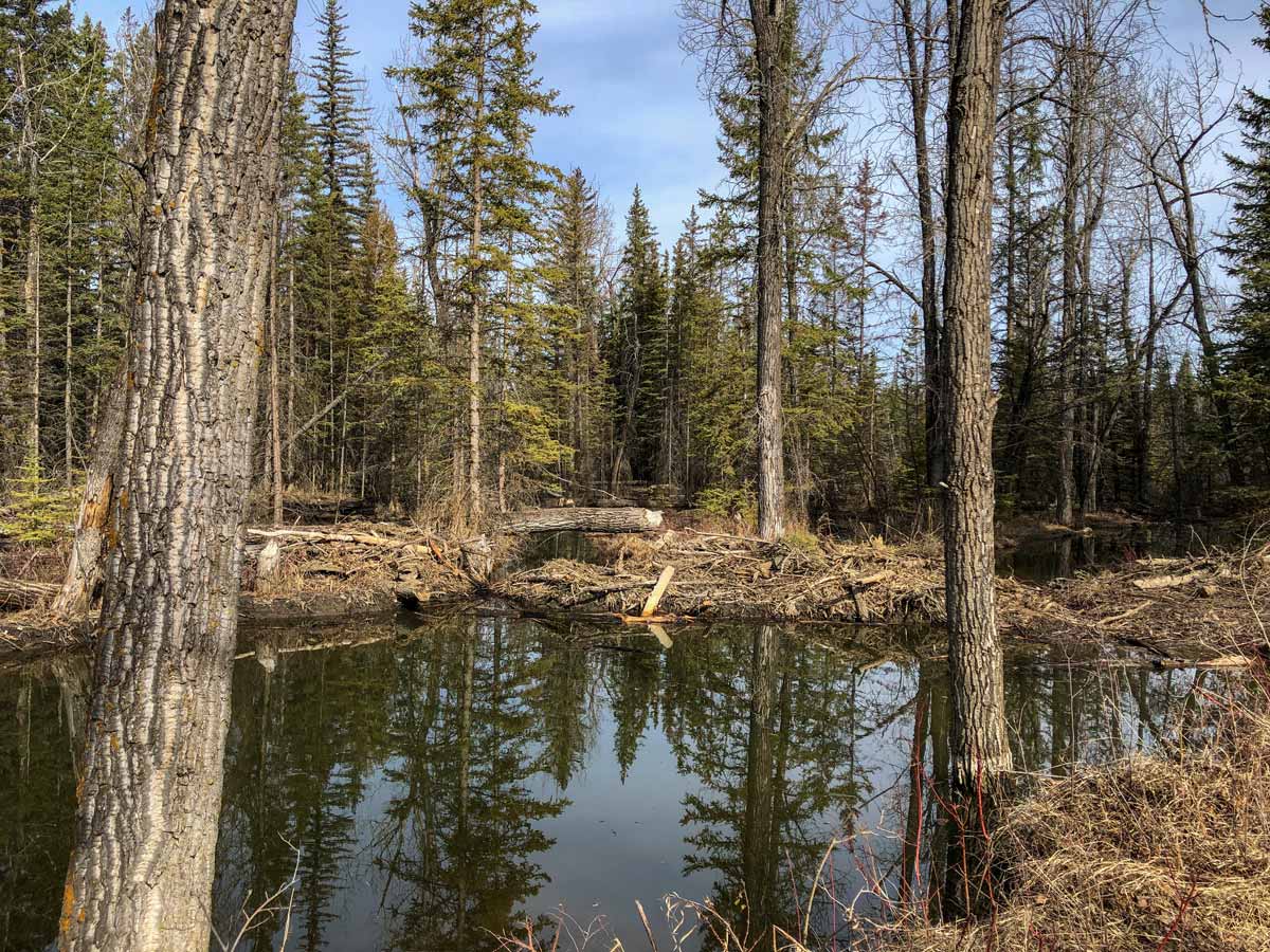 Reflections on the ponds of West Fish Creek ponds in Calgary Alberta