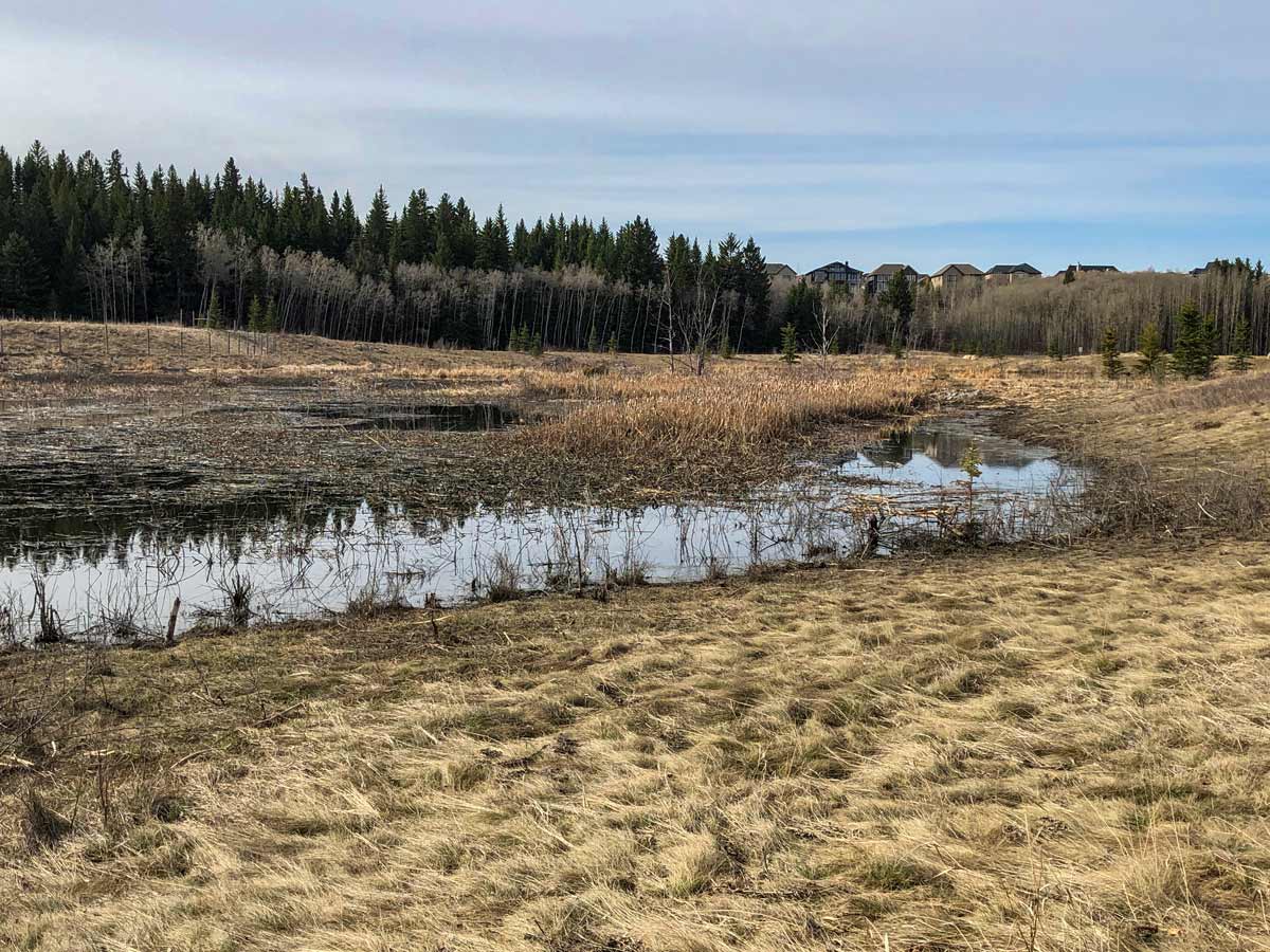 Rural marsh along West Fish Creek ponds in Calgary Alberta
