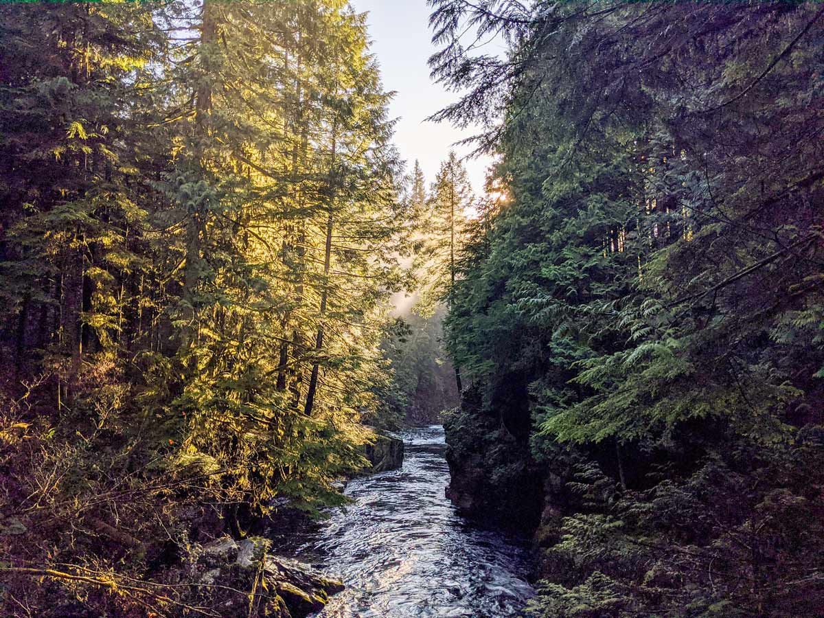 Sun filters through the trees over Capilano River on North Shore BC