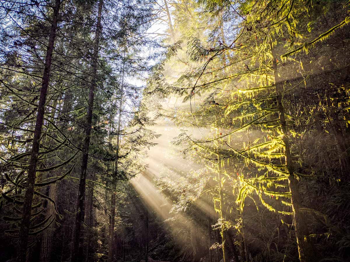 Sun filters through the trees over Capilano River on North Shore BC