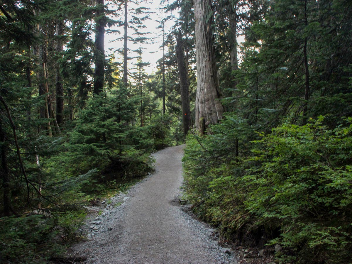 Forest hiking path up Dog Mountain in North Shore BC