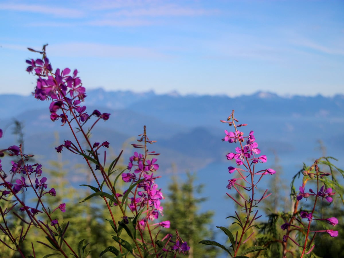 Beautiful wildflowers on Mount Strachan hike in North Shore region of British Columbia coast