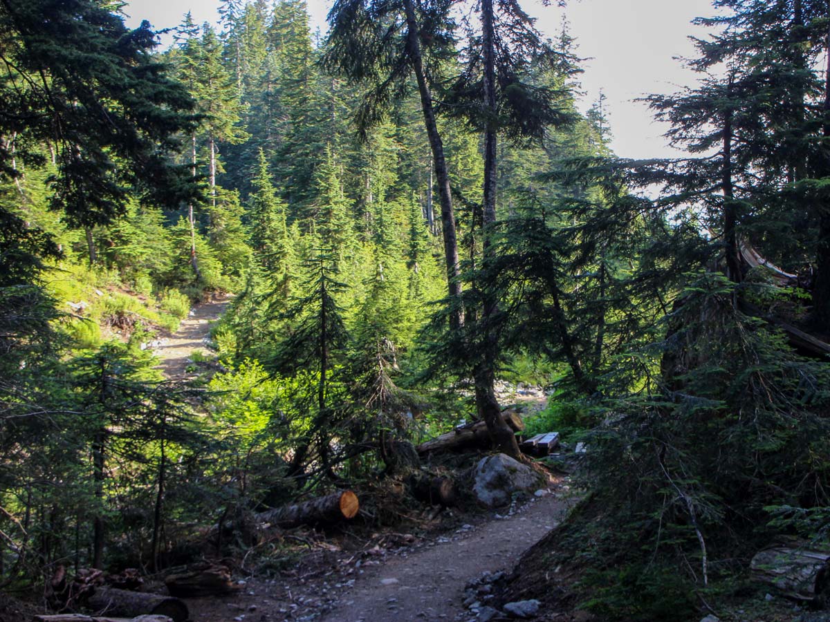 Mount Strachan Hiking trail winding through the woods in North Shore on the west coast of BC