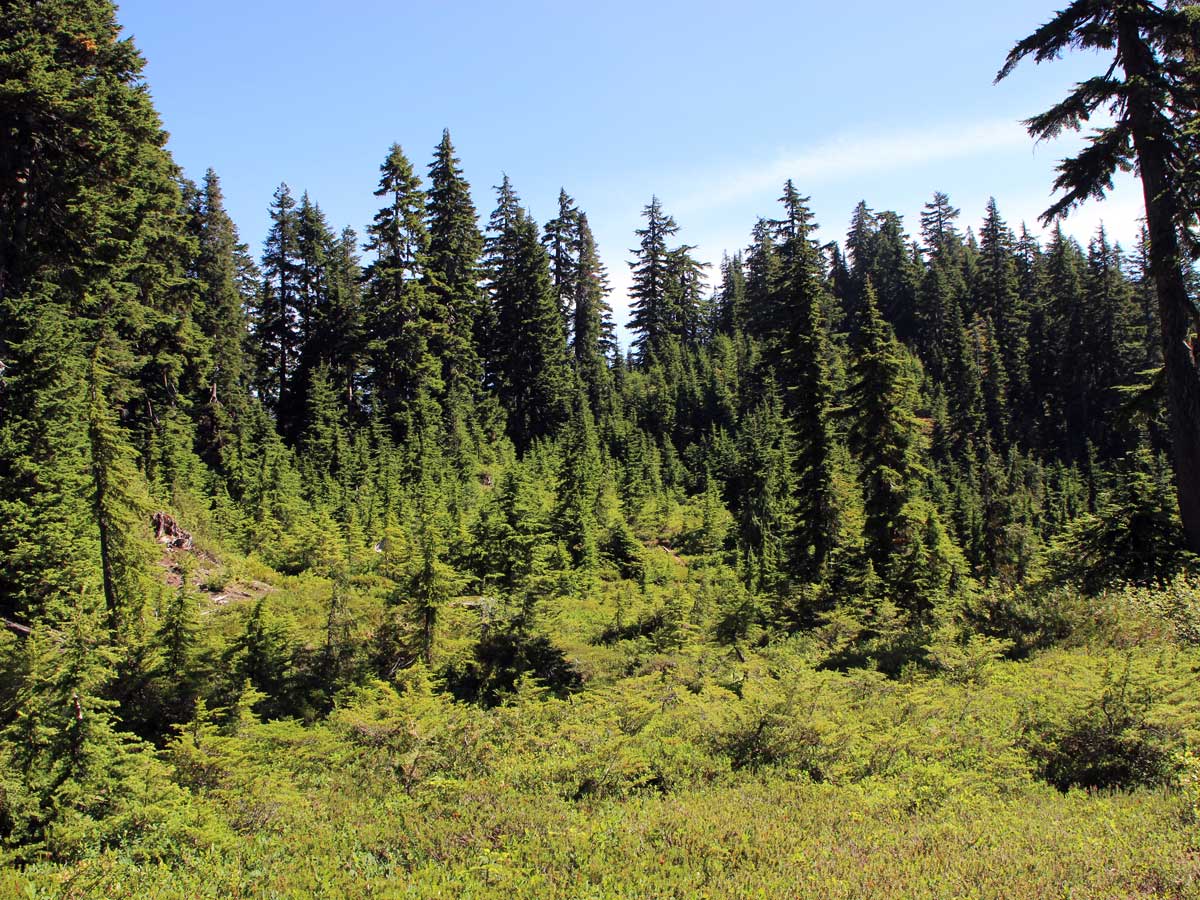 Meadow and forest along hiking trail up Mount Strachan in North shore area of BC