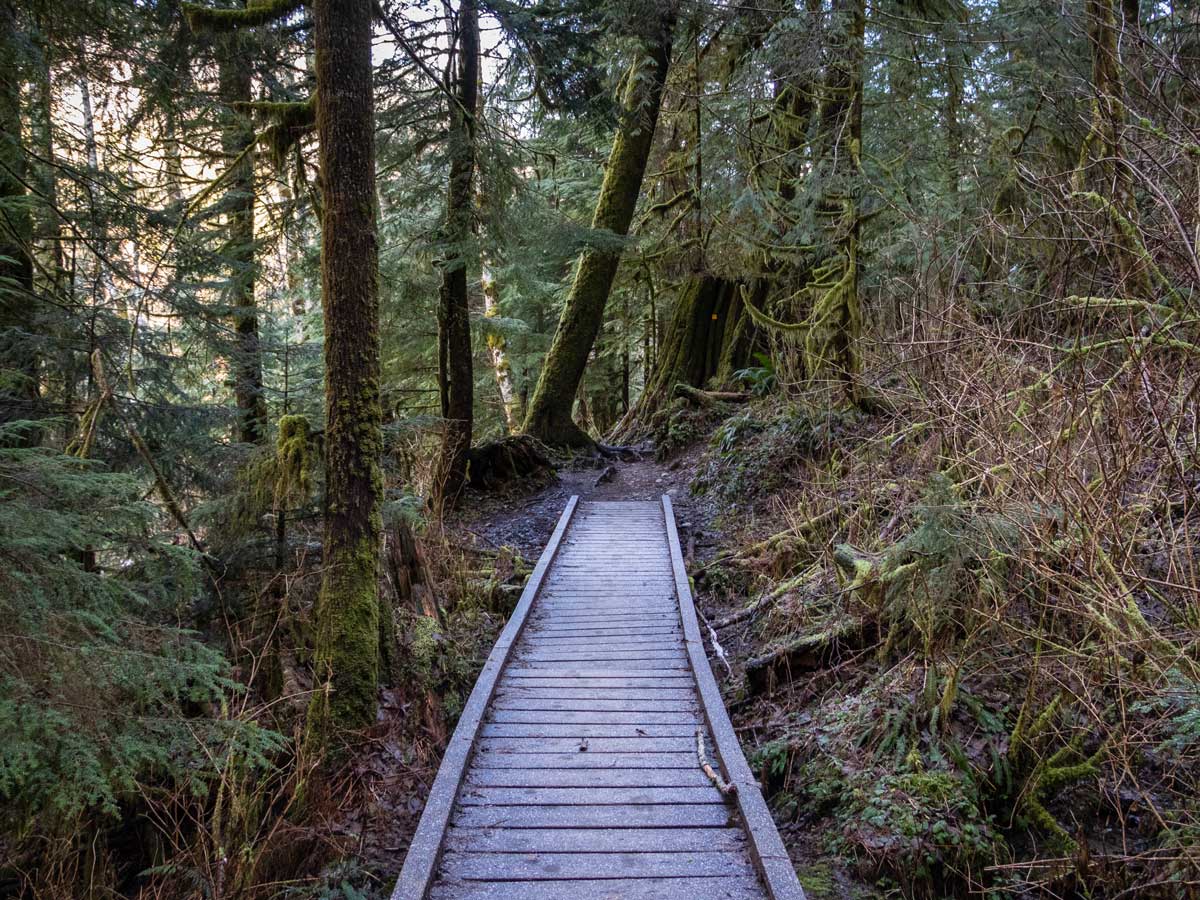 Norvan Falls hiking trail fearturing boardwalk and beautiful forest