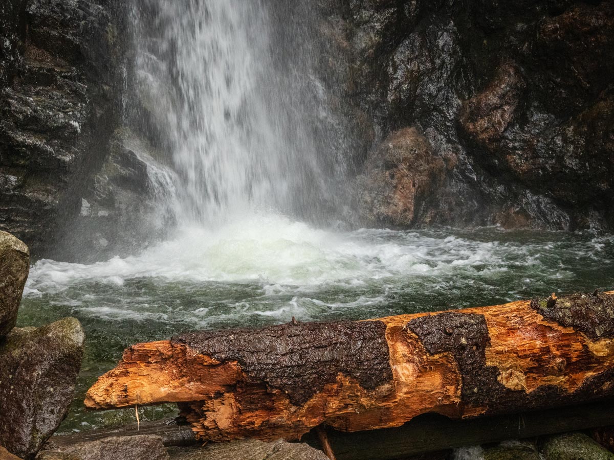 Fallen Tree below Norvan Falls in North Shore region of BC