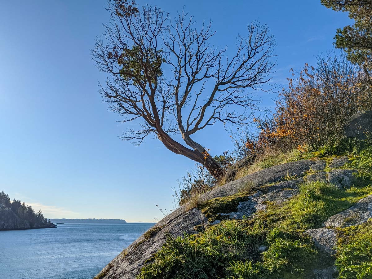 Tree grows out over bank at Whytecliff Park in North Shores region BC