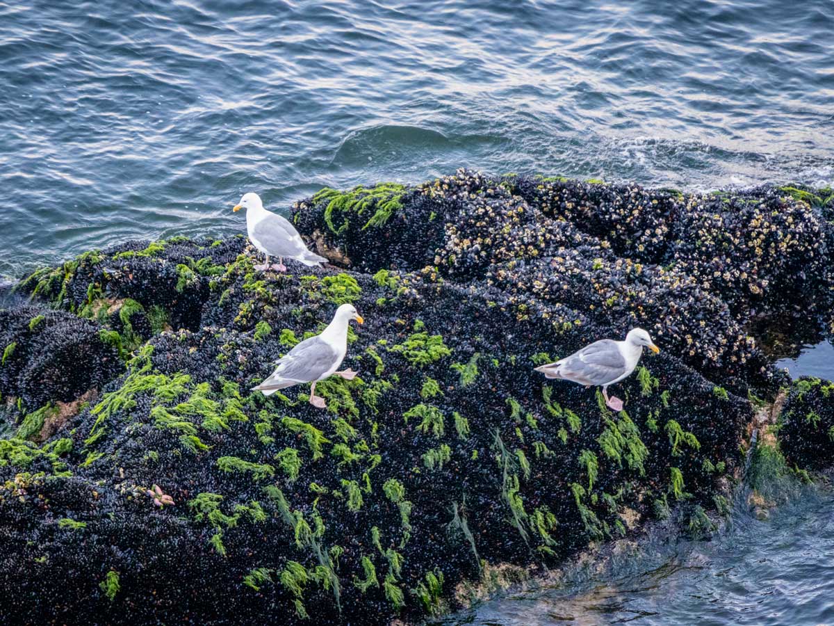 Seagulls stand on ocean rocks close to shore at Whytecliff Park in the North Shores area