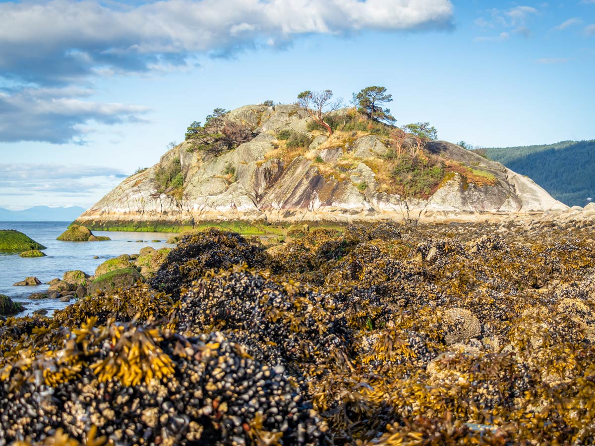Seaweed at low tide on Whytecliff Park beach in North Shores area BC