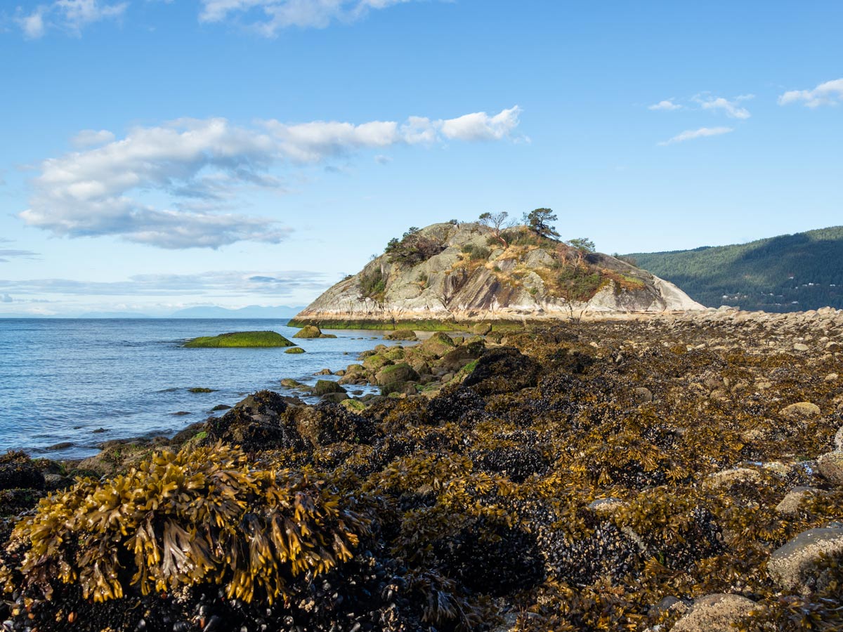 Pacific Ocean seaweed on the shores of Whytecliff Park in North Shores area BC