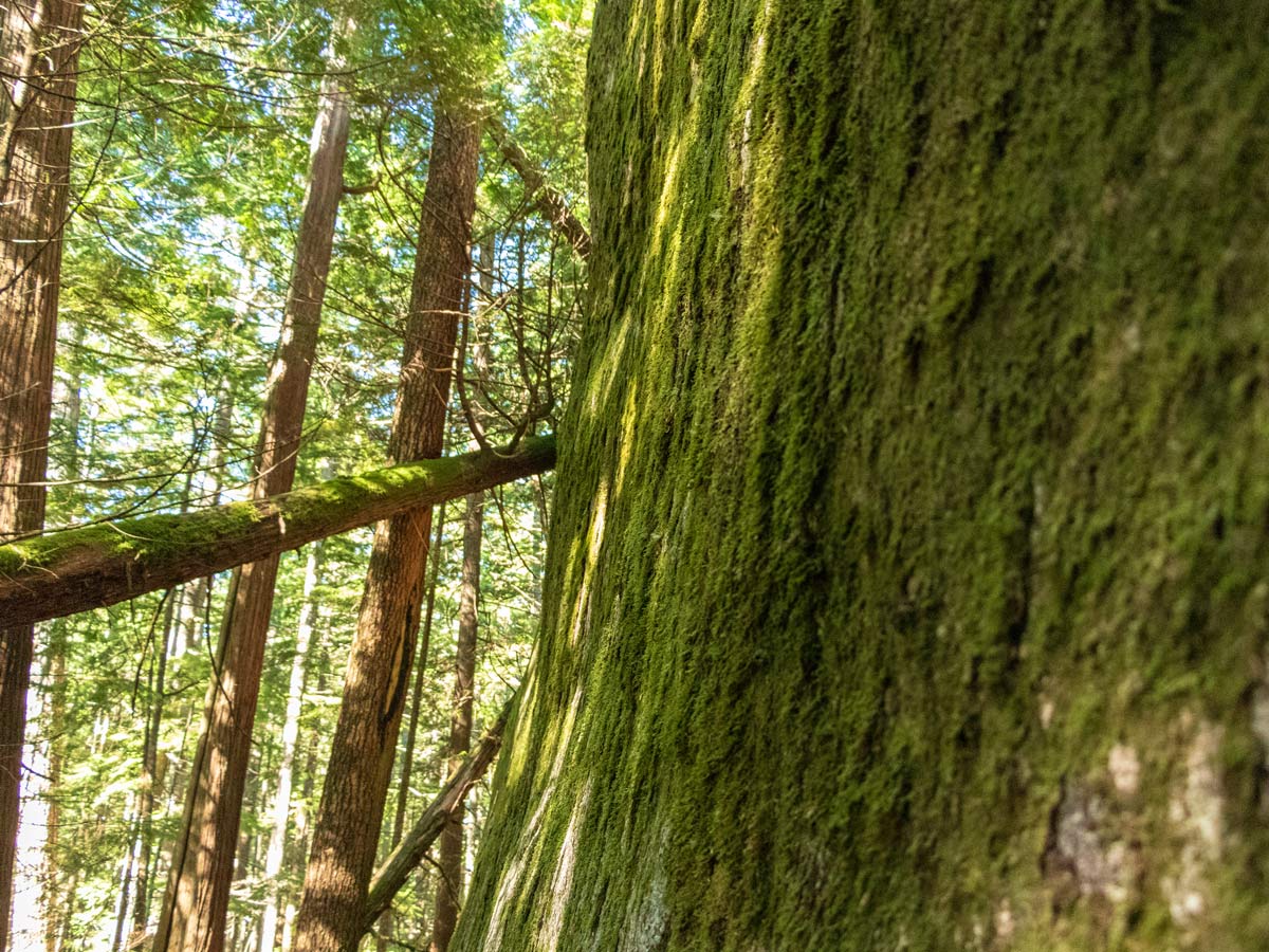 a mossy rock wall along the trail to The Chief in Squamish