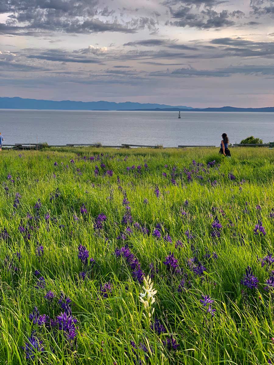 Field of wildflowers seen hiking around Ogden Point near Victoria