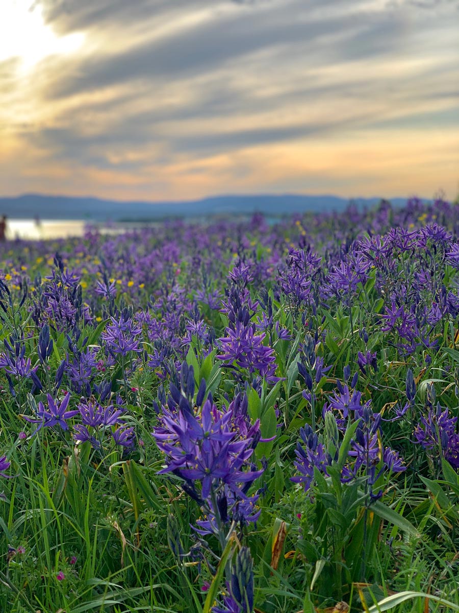 Beautiful wildflowers Ogden Point and Dallas Road near Victoria