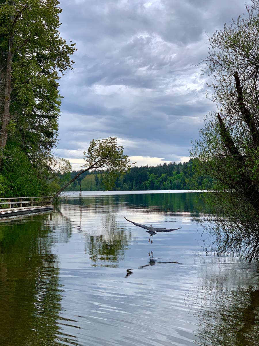 Heron flying over Elk Lake near Victoria BC