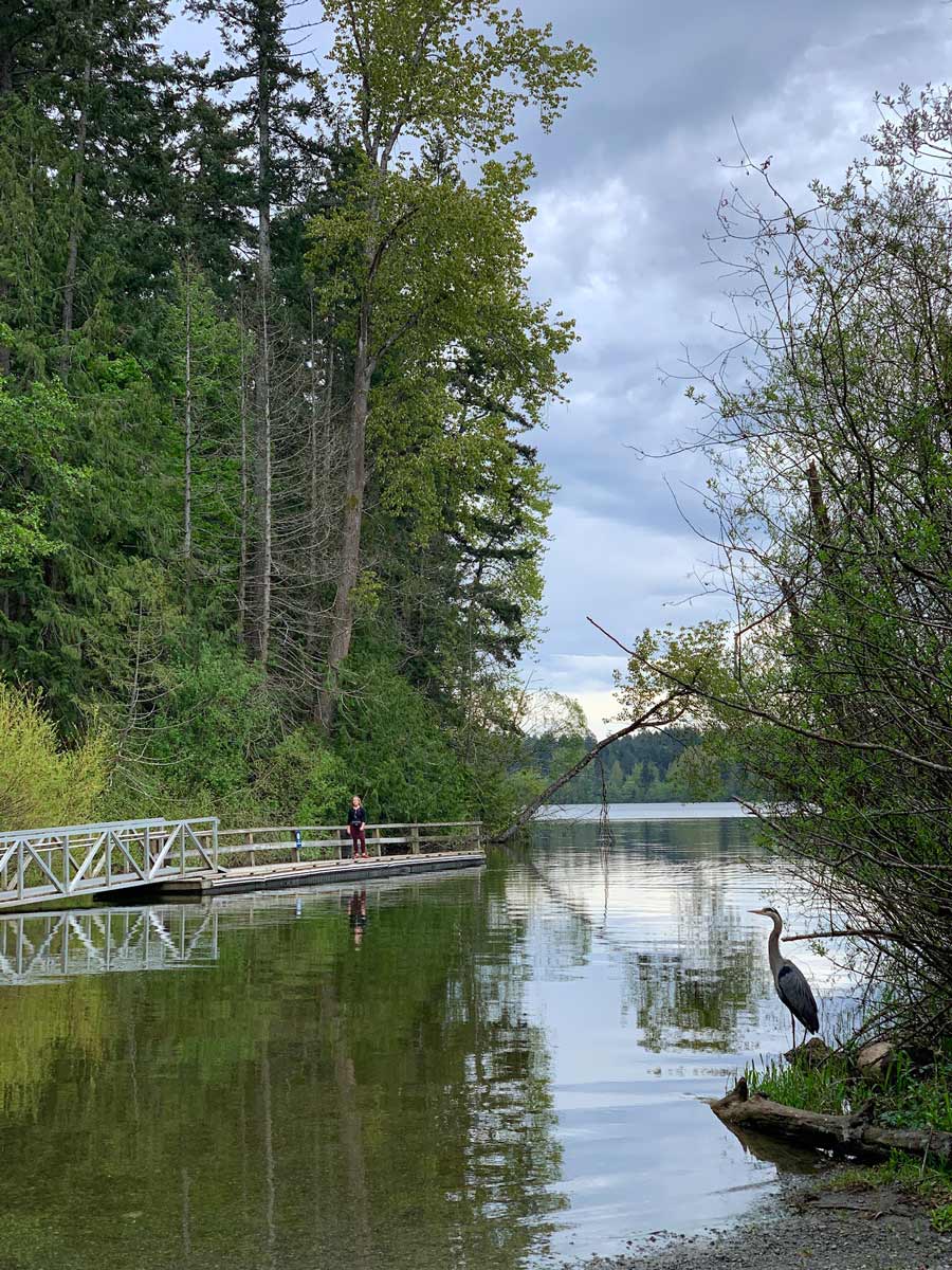 Heron stands peacefully next to Elk Lake along hiking trail near Victoria