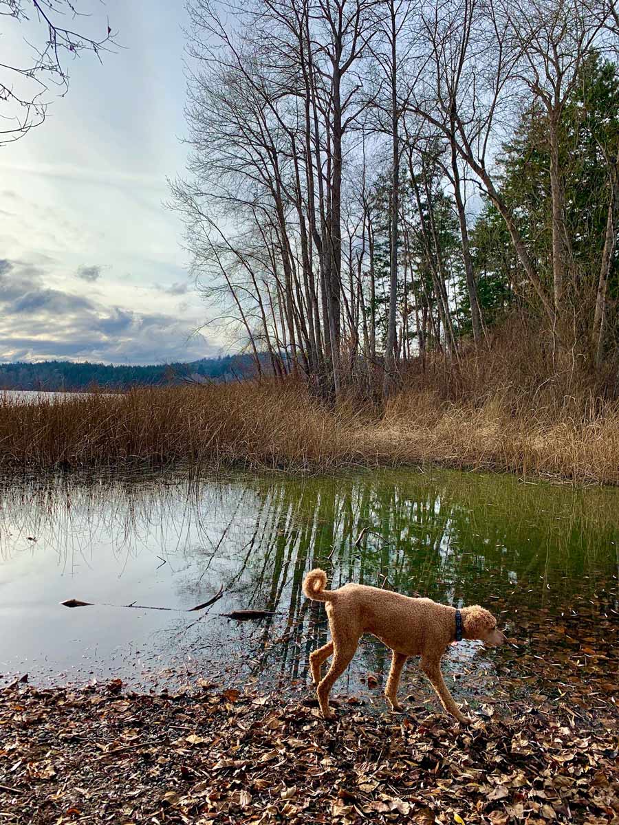 Dog sniffing around beside Elk Lake near Victoria