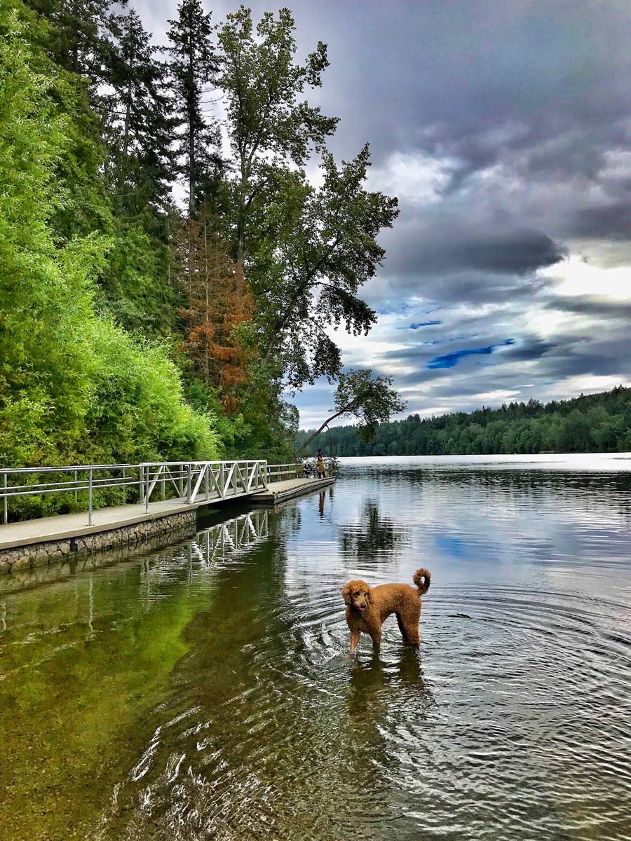 Dog wading in Elk Lake along one of the best hiking trails near Victoria