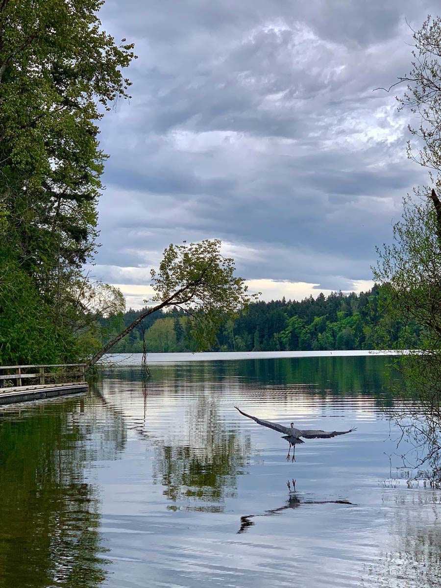 Heron swoops down into Elk Lake near great hiking trail close to Victoria BC