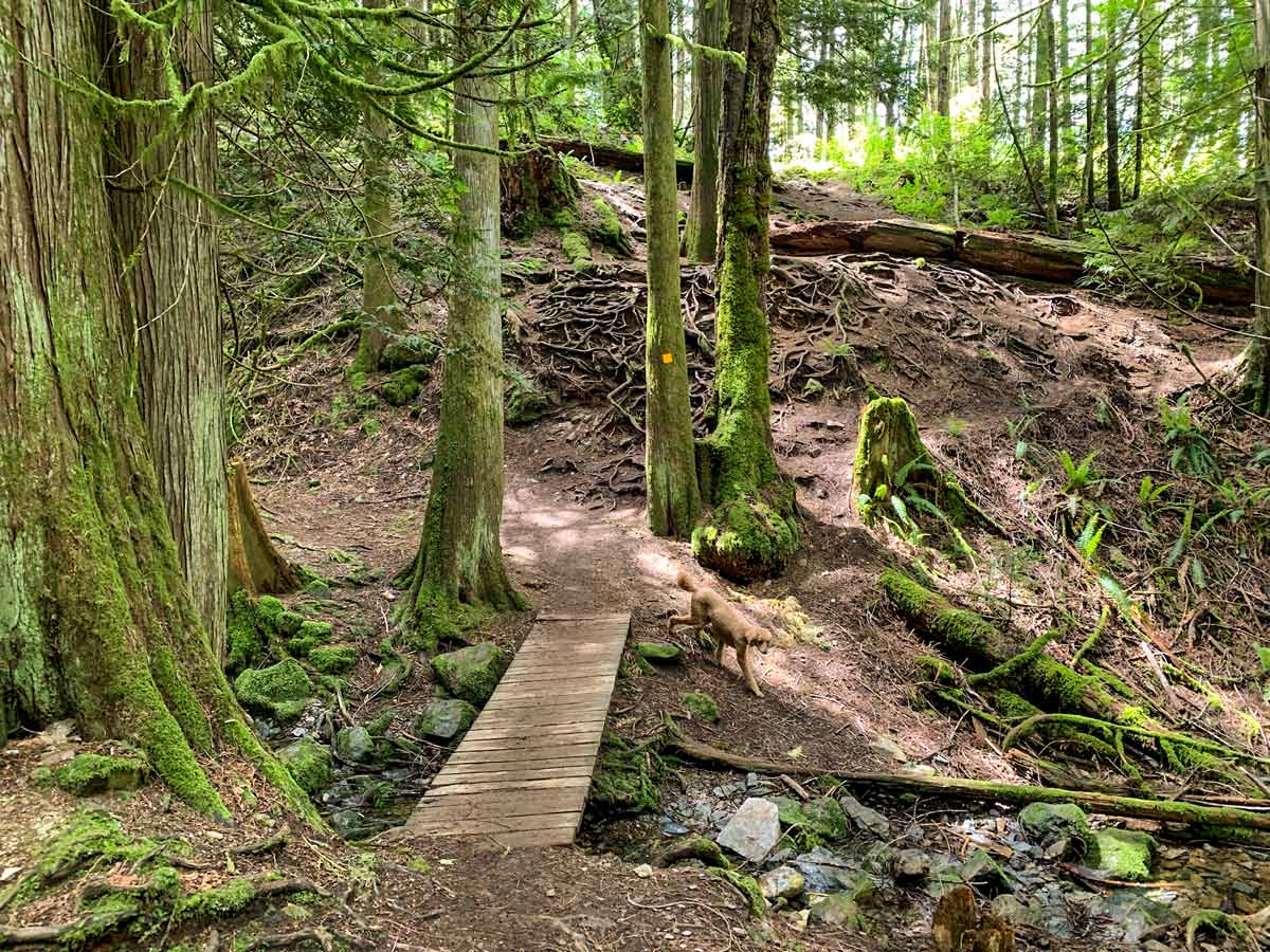 Path through forest up Mount Finlayson near Victoria