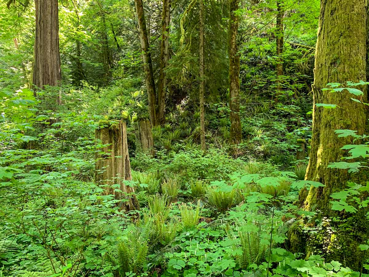 Green forests on Mount Finlayson along one of the best hiking trails near Victoria