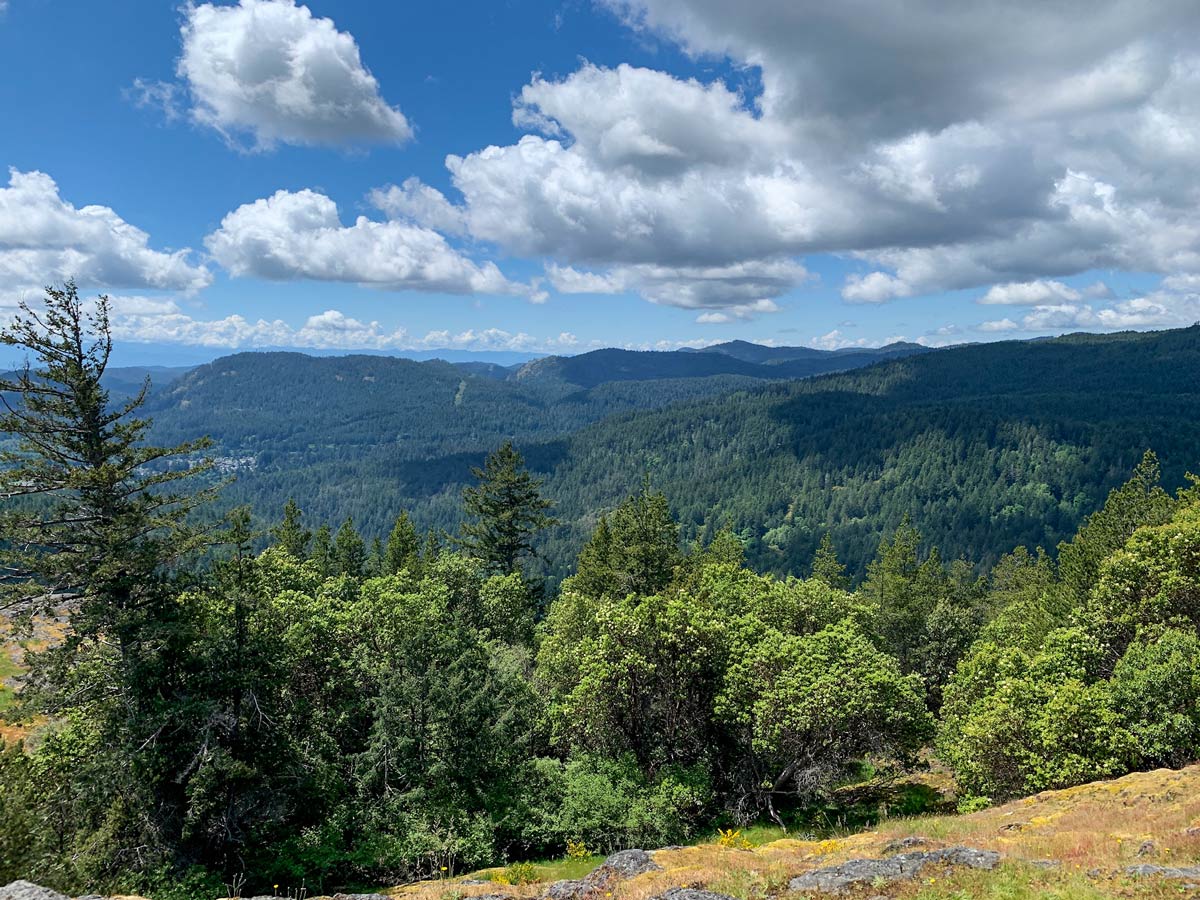 Forest below Mount Finlayson on one of the best hikes near Victoria