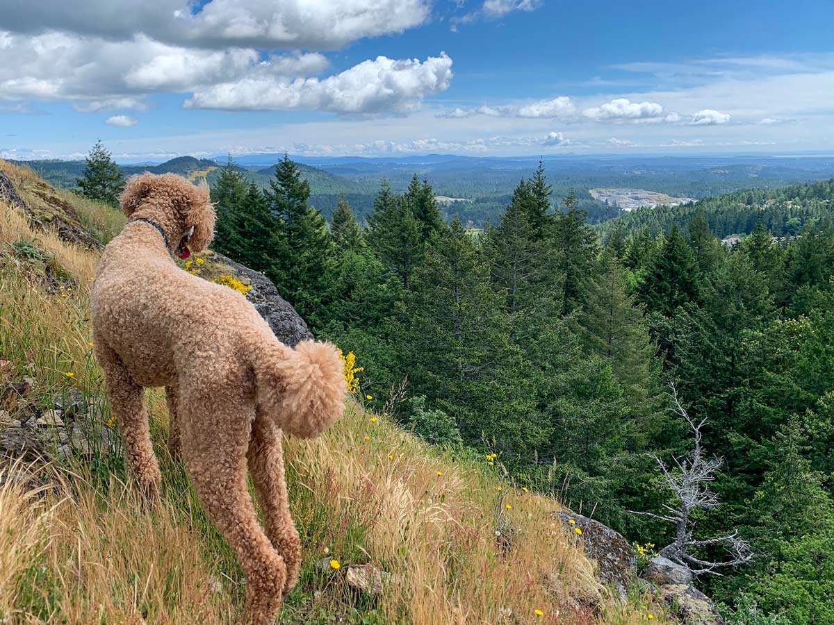 Dog looks out from Mount Finlayson on one of the best hikes near Victoria