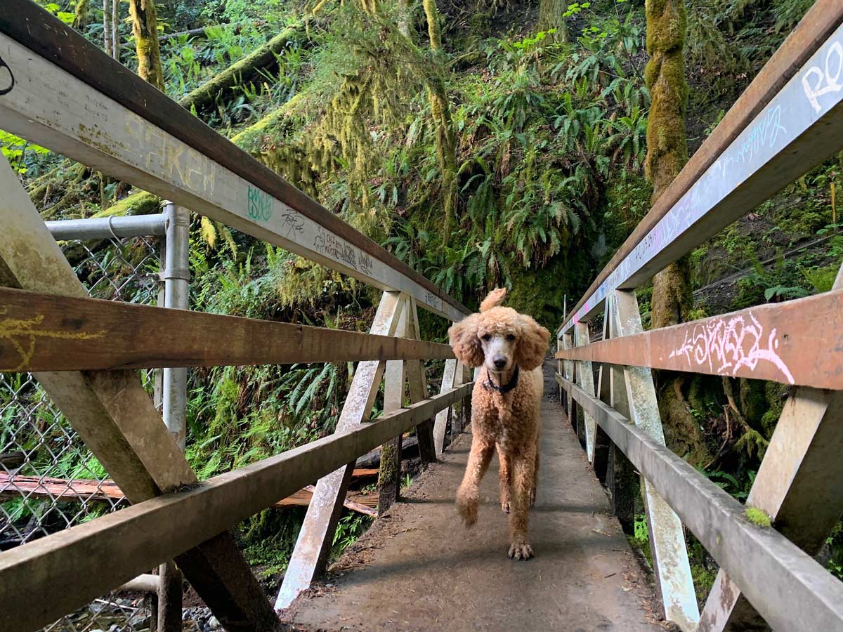 Dog trots across bridge on trail Goldstream to Trestle one of the best hikes near Victoria