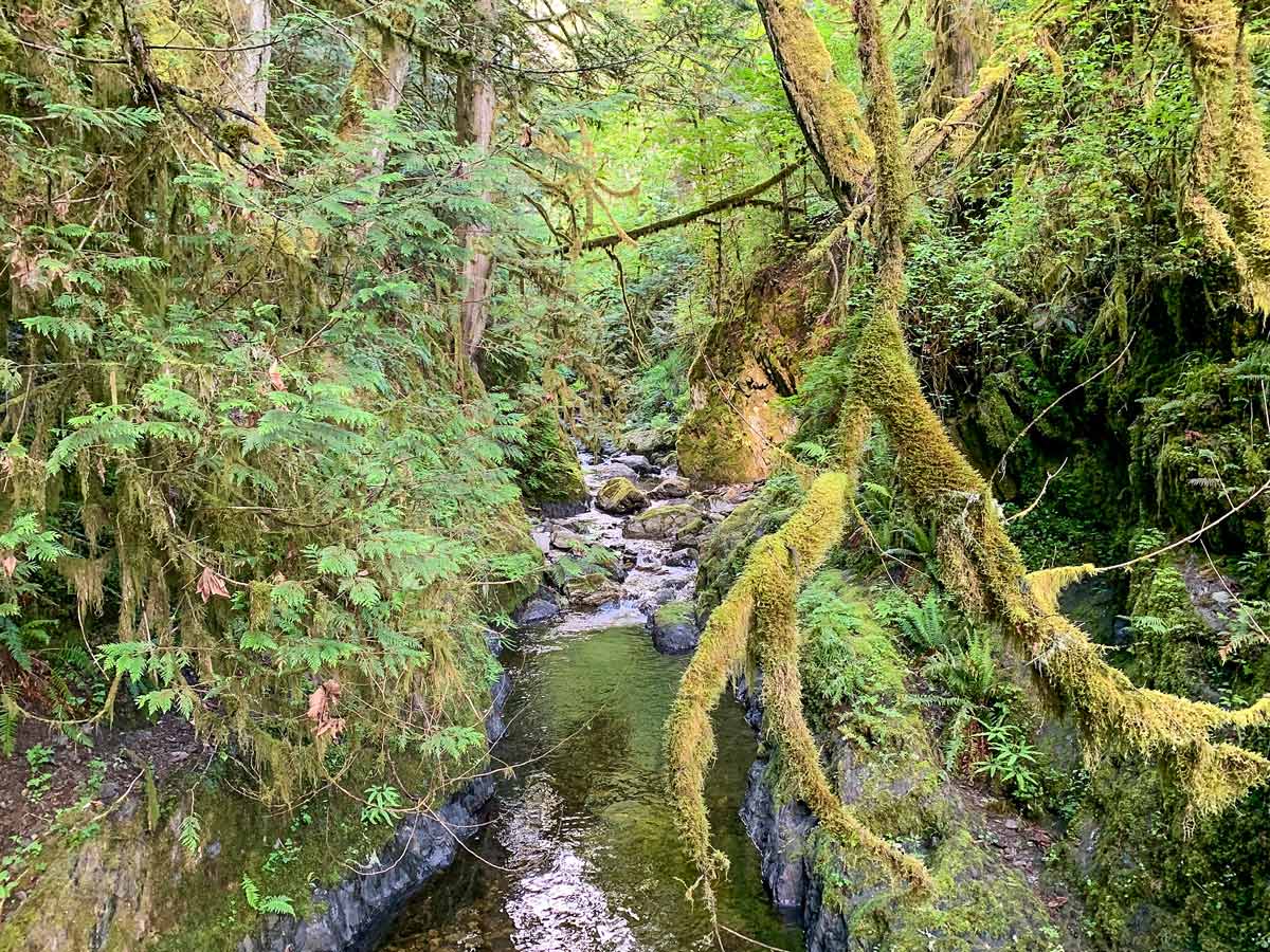 PNW forest along beautiful Goldstream to Trestle hiking trail near Victoria