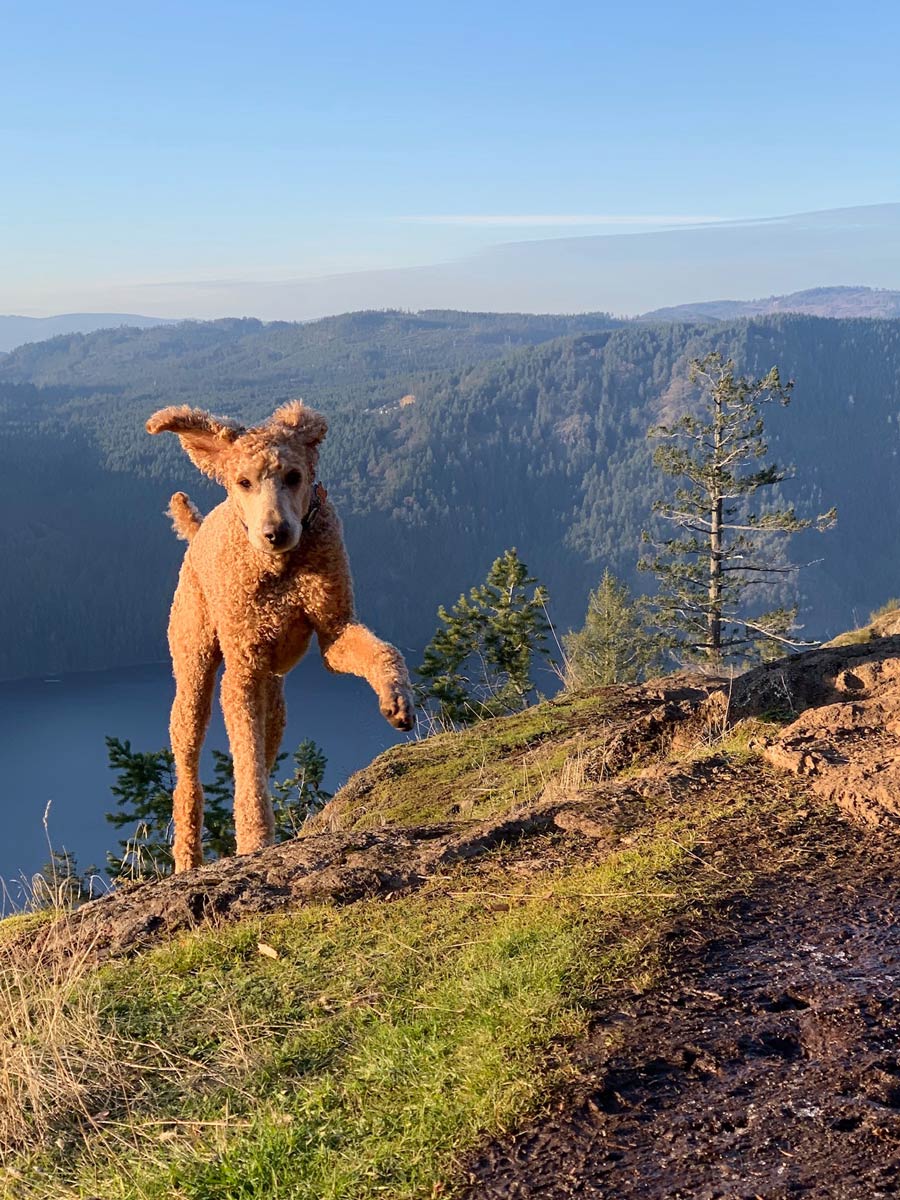 Happy dog bounds up Jocelyn Hill on one of the best hikes near Victoria