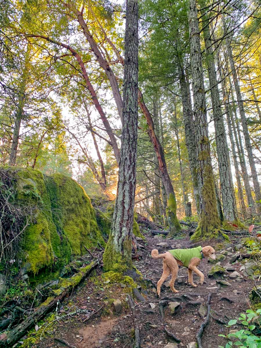 Dog hops over roots and rocks in Mount Work forest hiking near Victoria