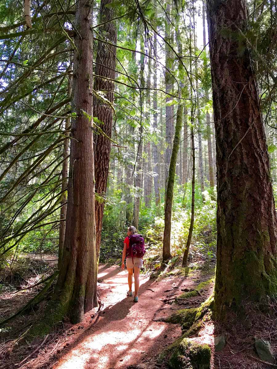 Hiker wandering trail through forest up Mount Work near Victoria