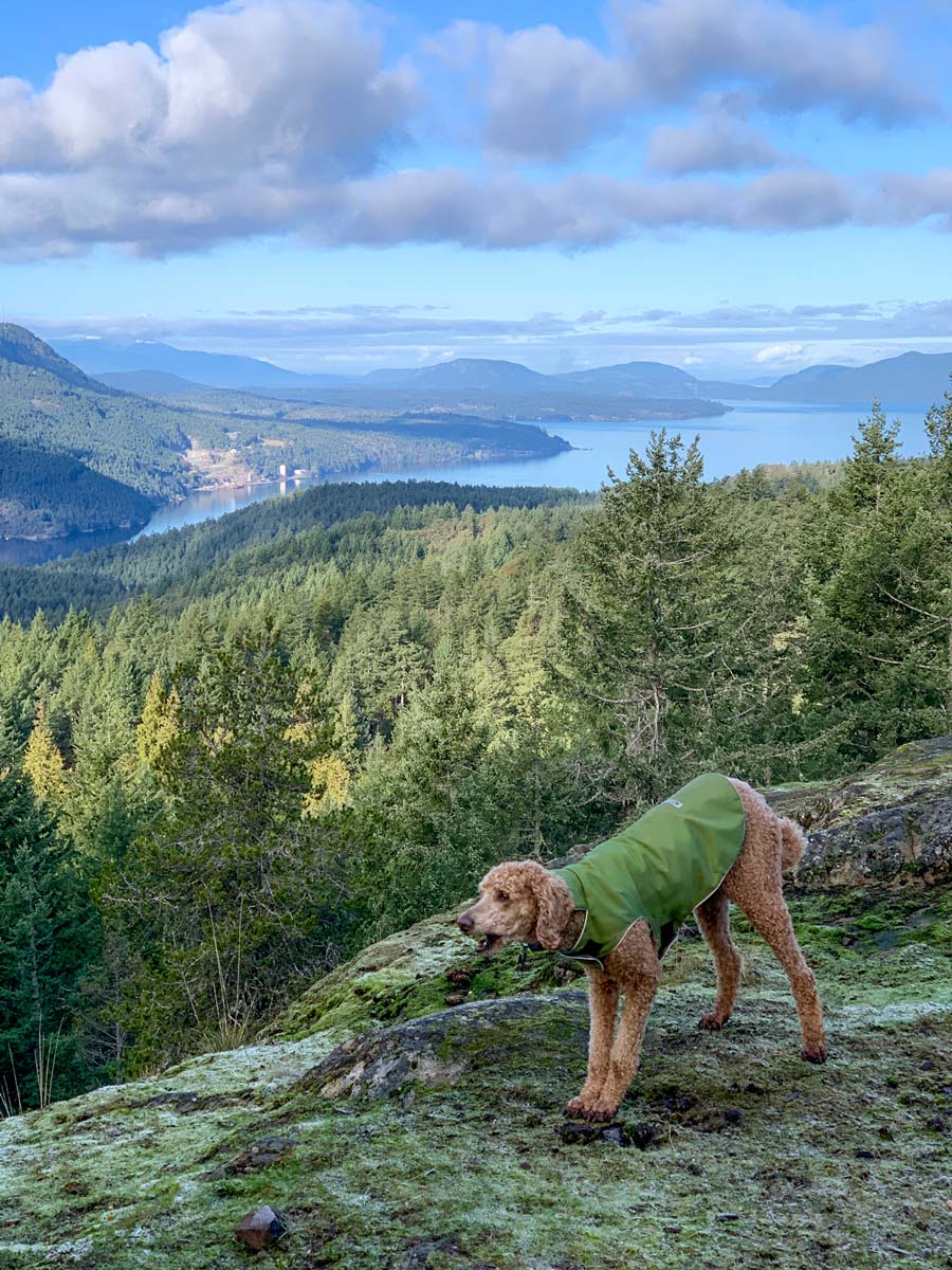 Dog on one of the best hiking trails around Victoria up Mount Work