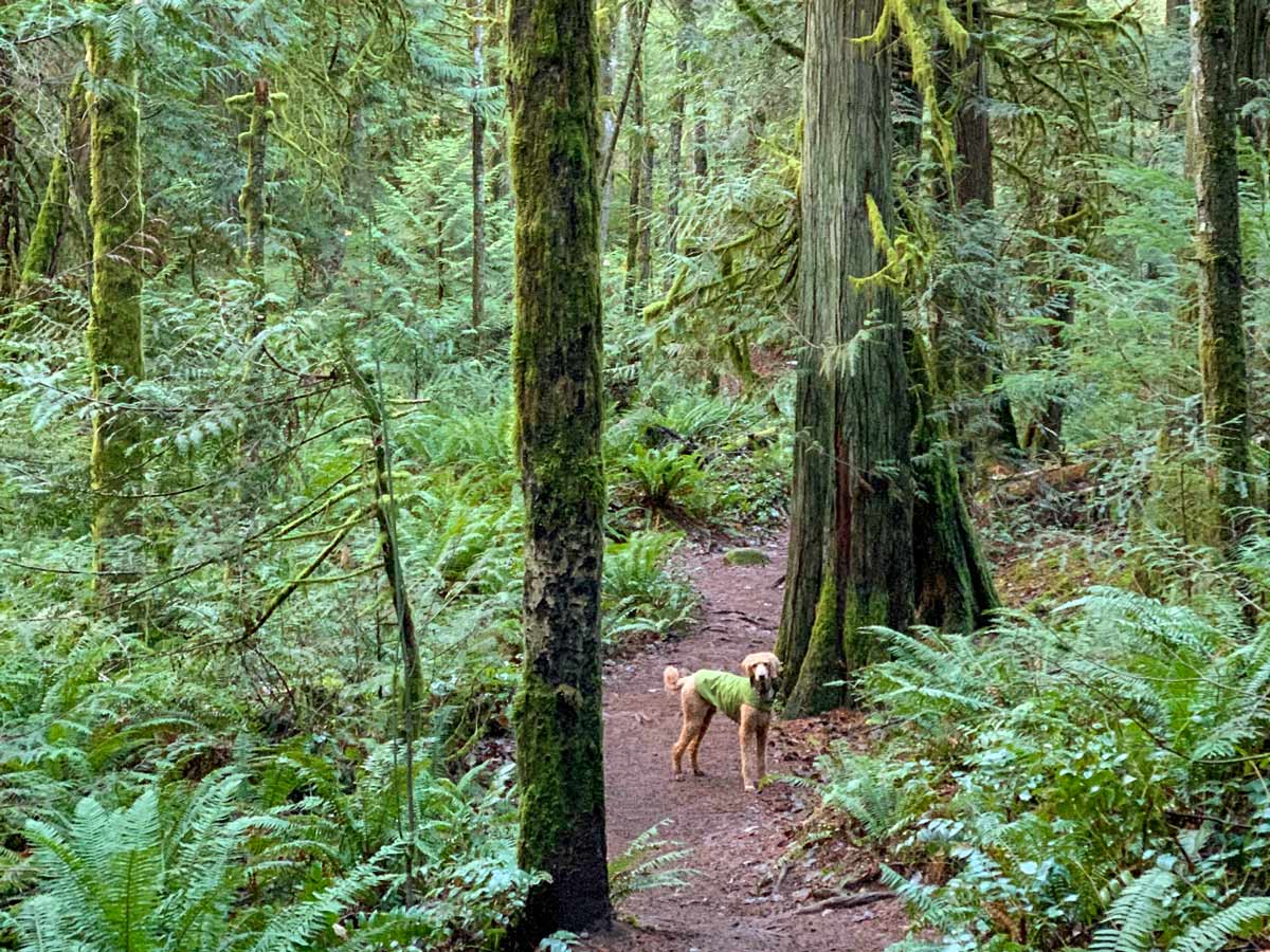 Dog explores trail winding through forest up Mount Work near Victoria