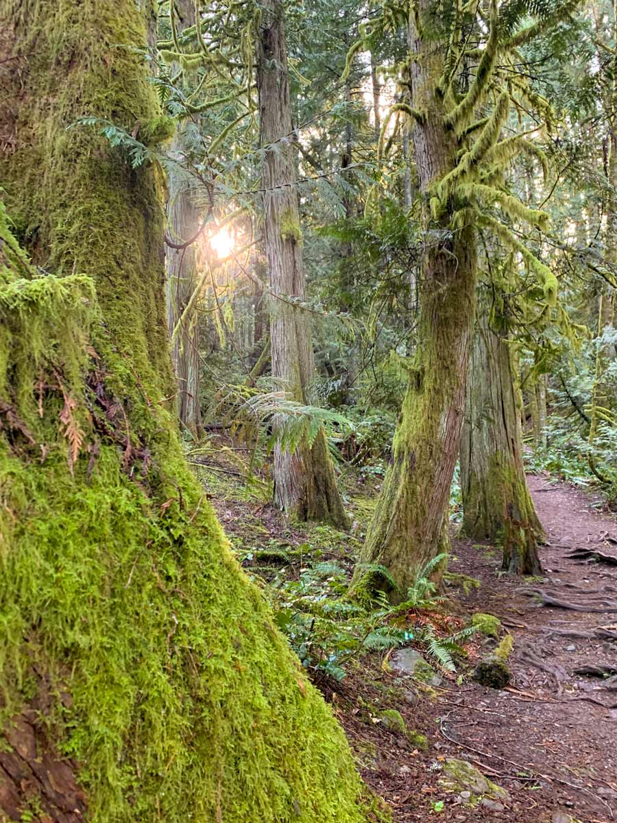 Sunlight filters through the trees on beautiful hiking trail up Mount Work near Victoria