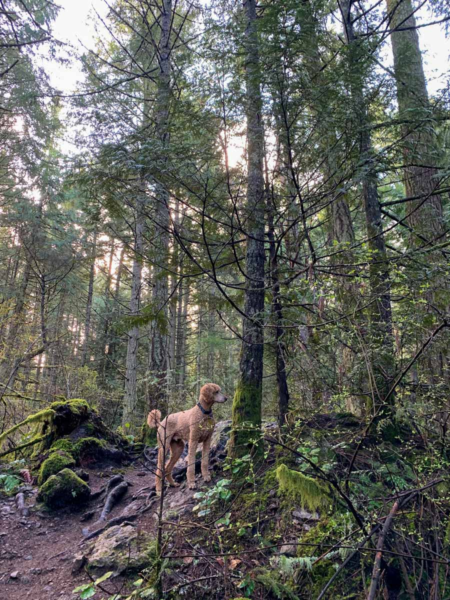 Dog explores forest up Mount Work near Victoria